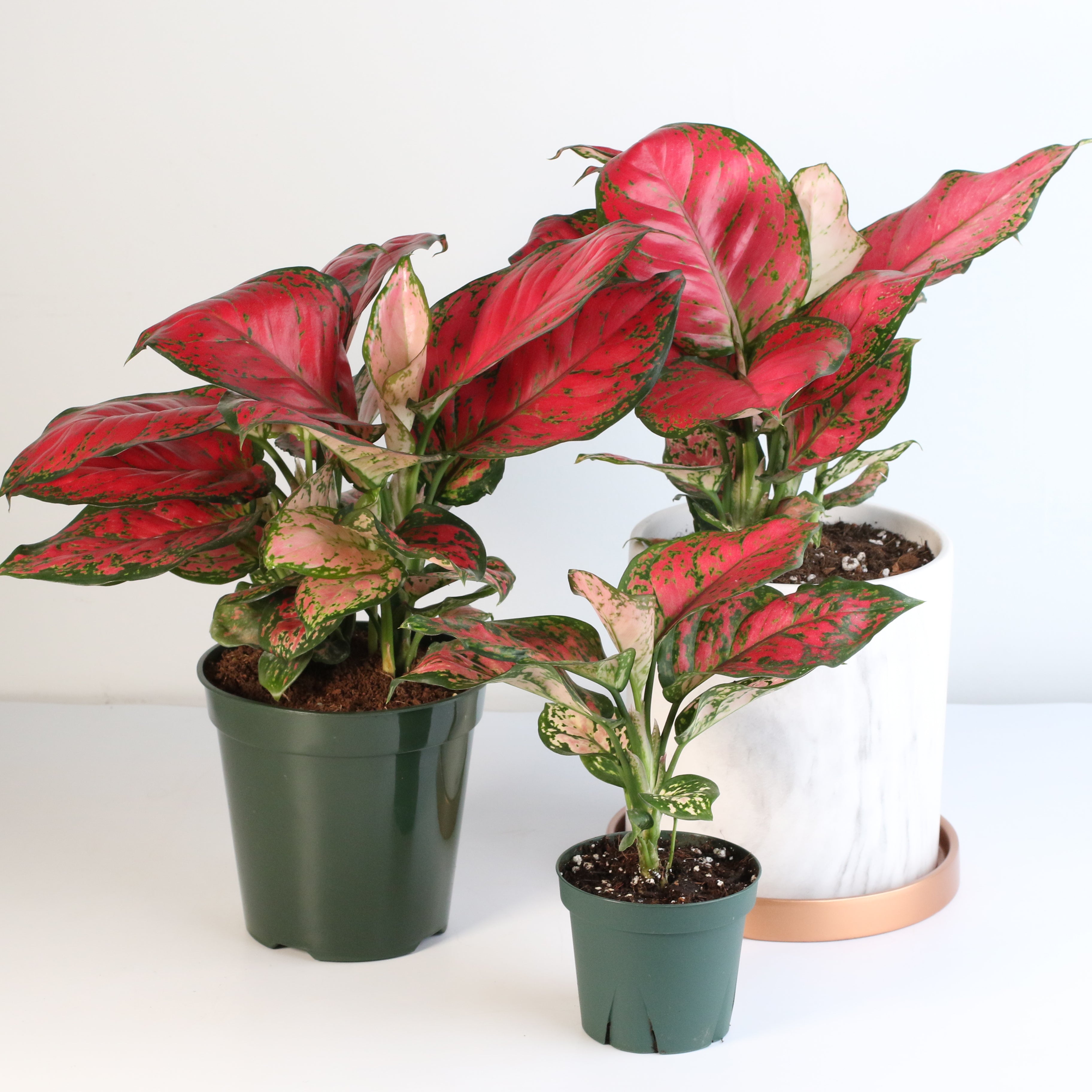 Bundle fashion aglaonema