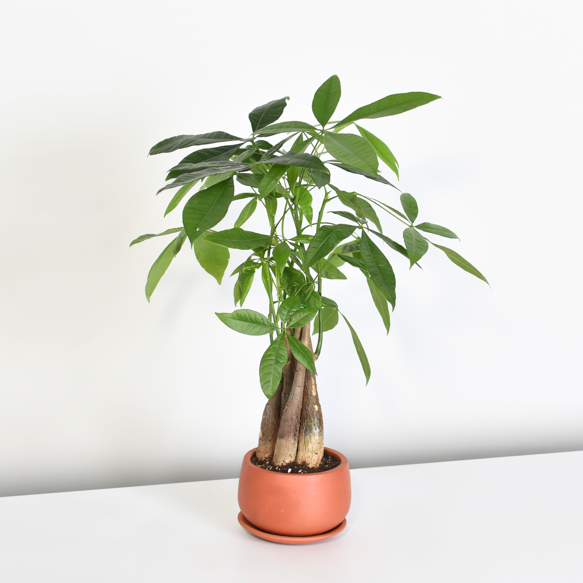 $100 Potted Braided Money Tree Pet Friendly Plant - The Flower Bar