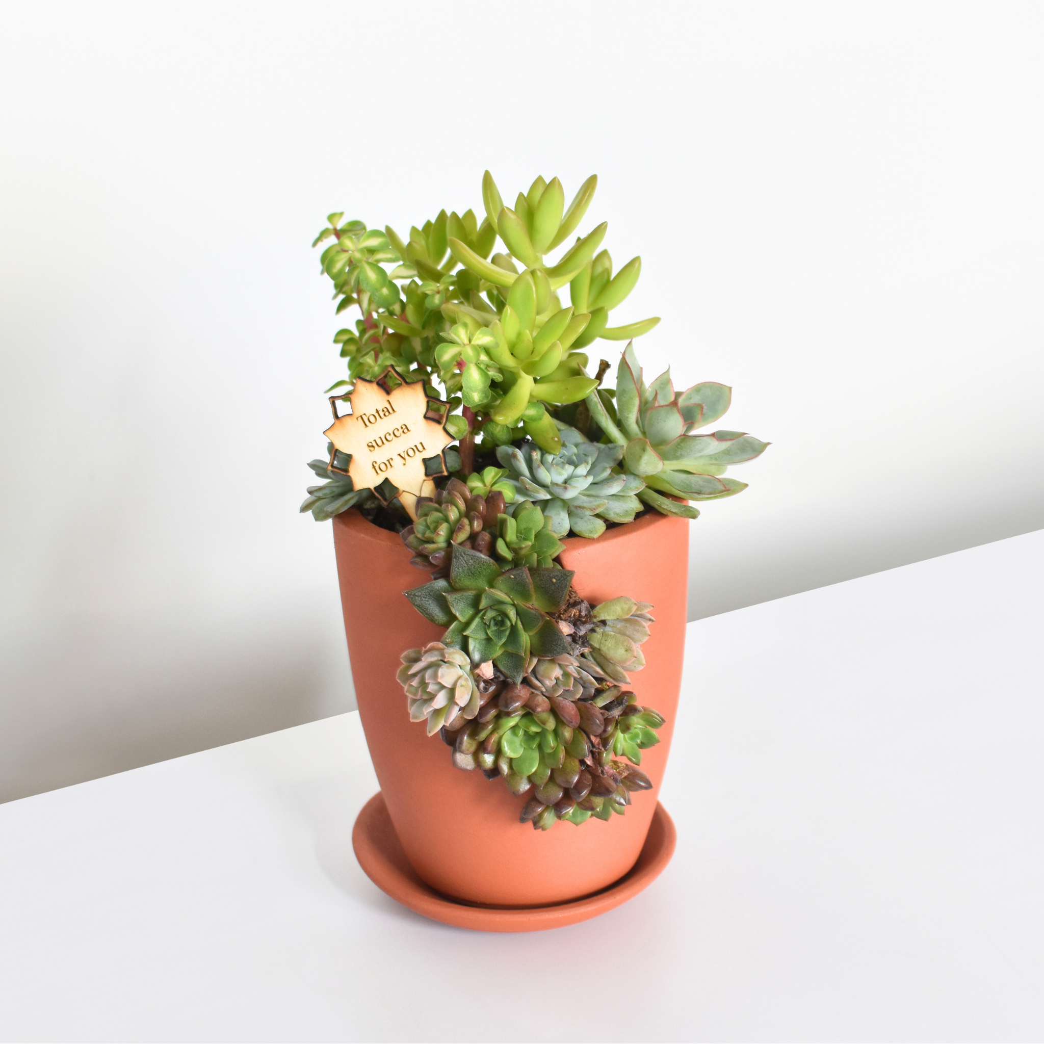 succulent terrarium table｜TikTok Search