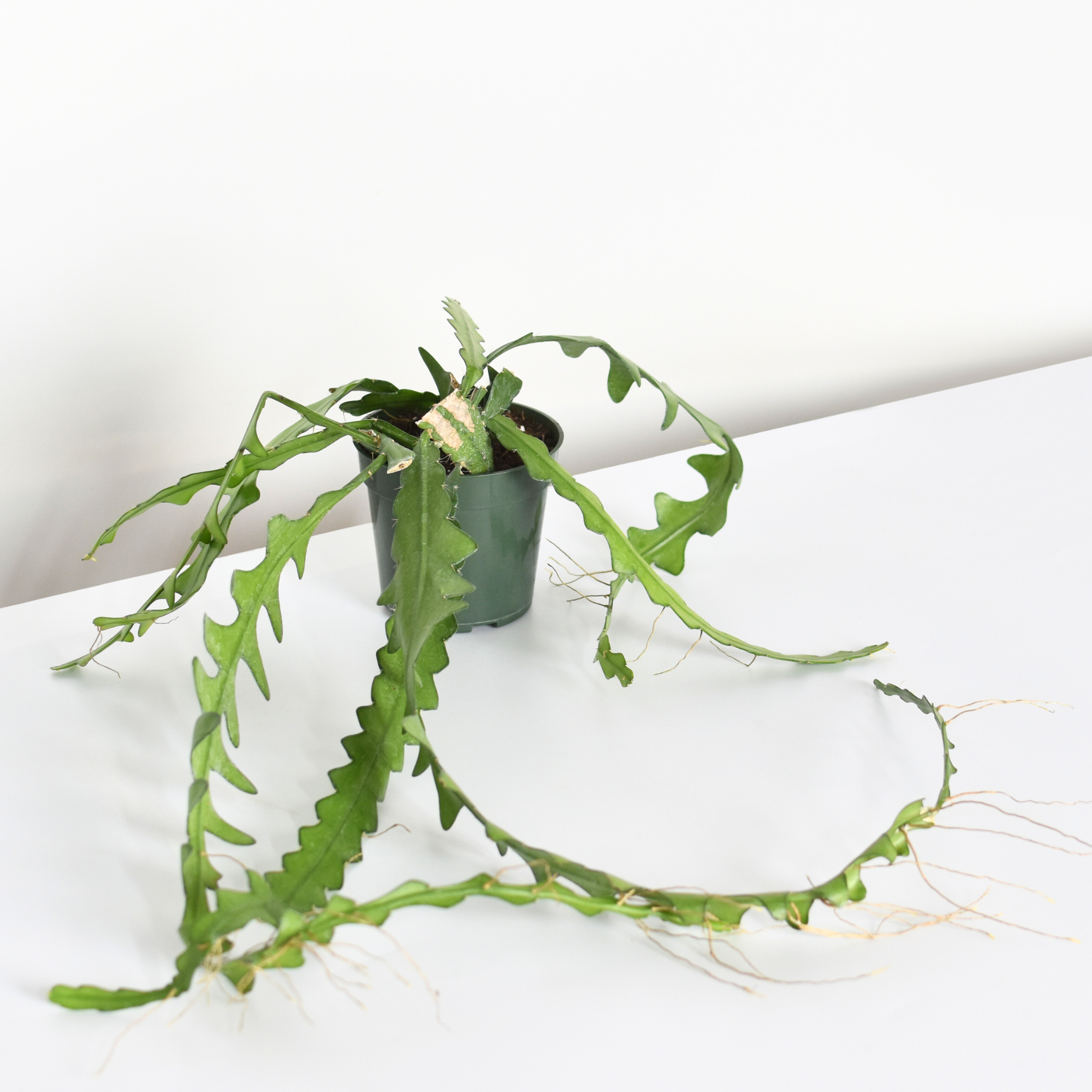 Ric Rac Fishbone Trailing Cactus – Verdant Lyfe