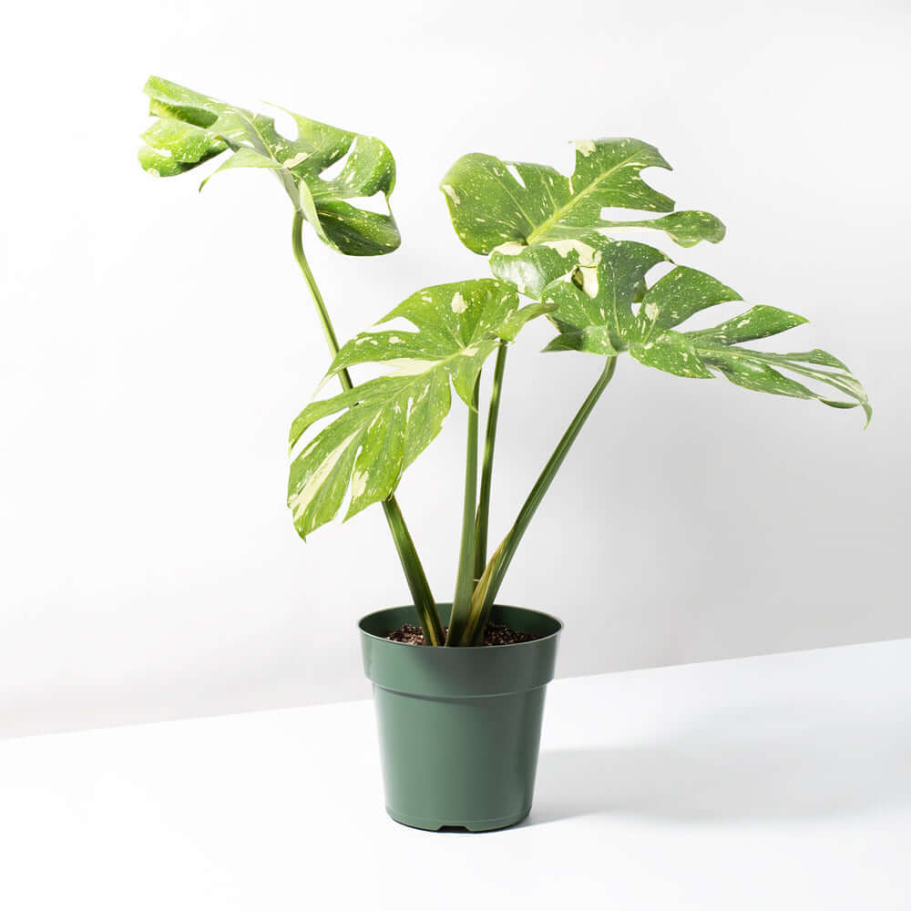 4 Monstera 'Thai Constellation'  Rare Tropical Plants For Sale