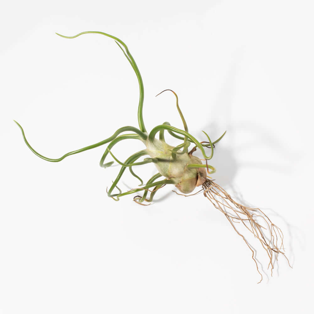 Tillandsia - Bouton de Rose