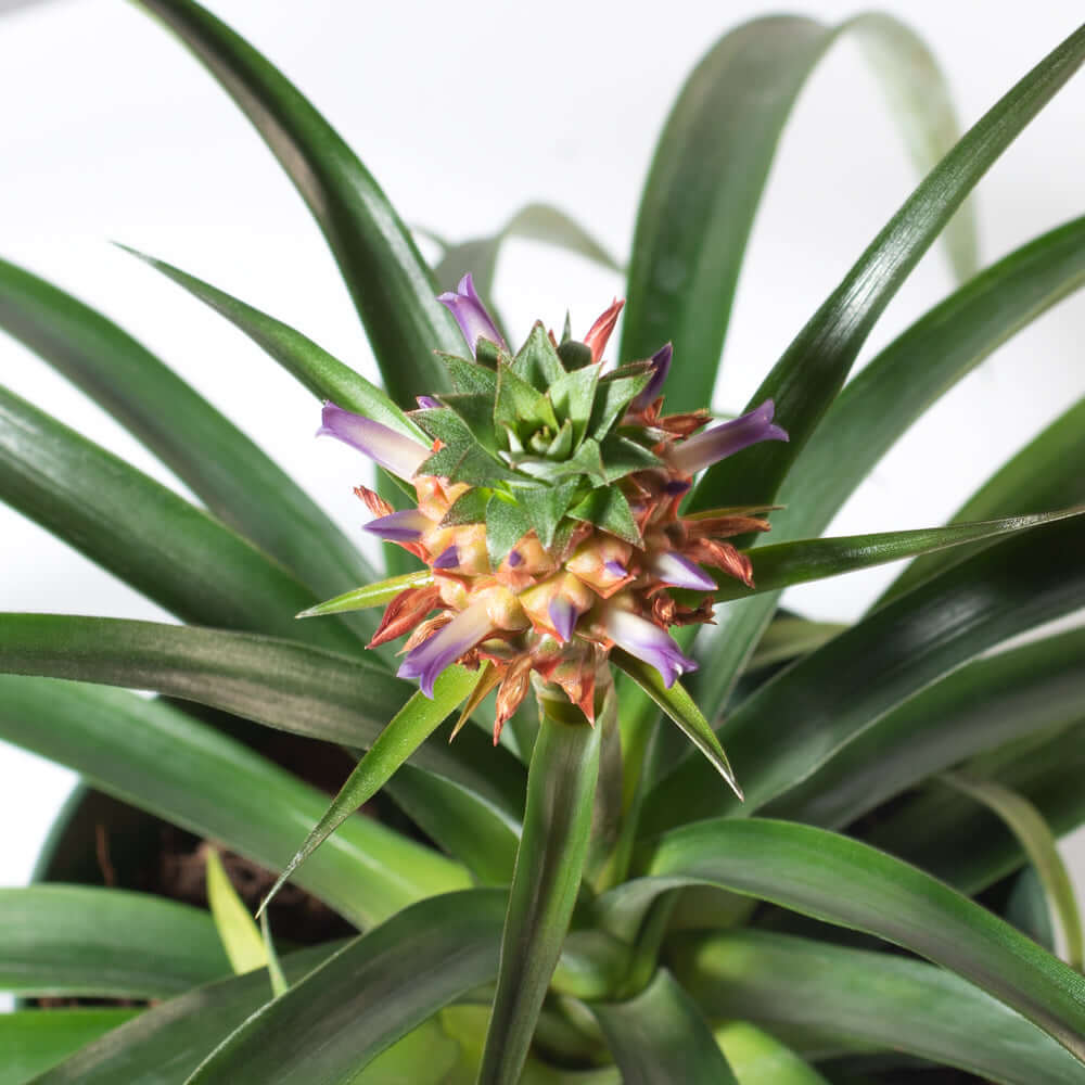 Mini Pineapple Plant Treasure' Ananas 'nanus' – Verdant Lyfe