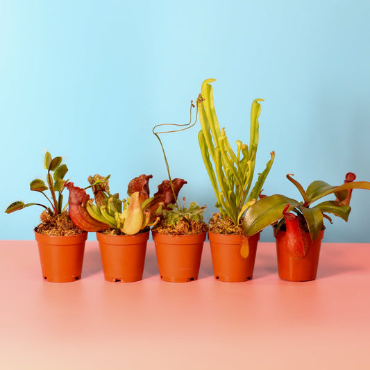 🌱 Grow Like a Pro: Your FREE Guide to Thriving Carnivorous Plants 📖