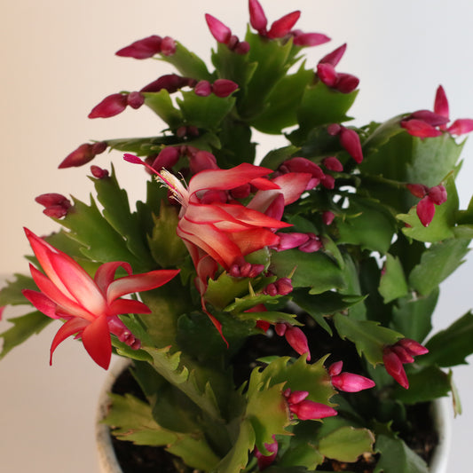 Can I save an overwatered Christmas Cactus?