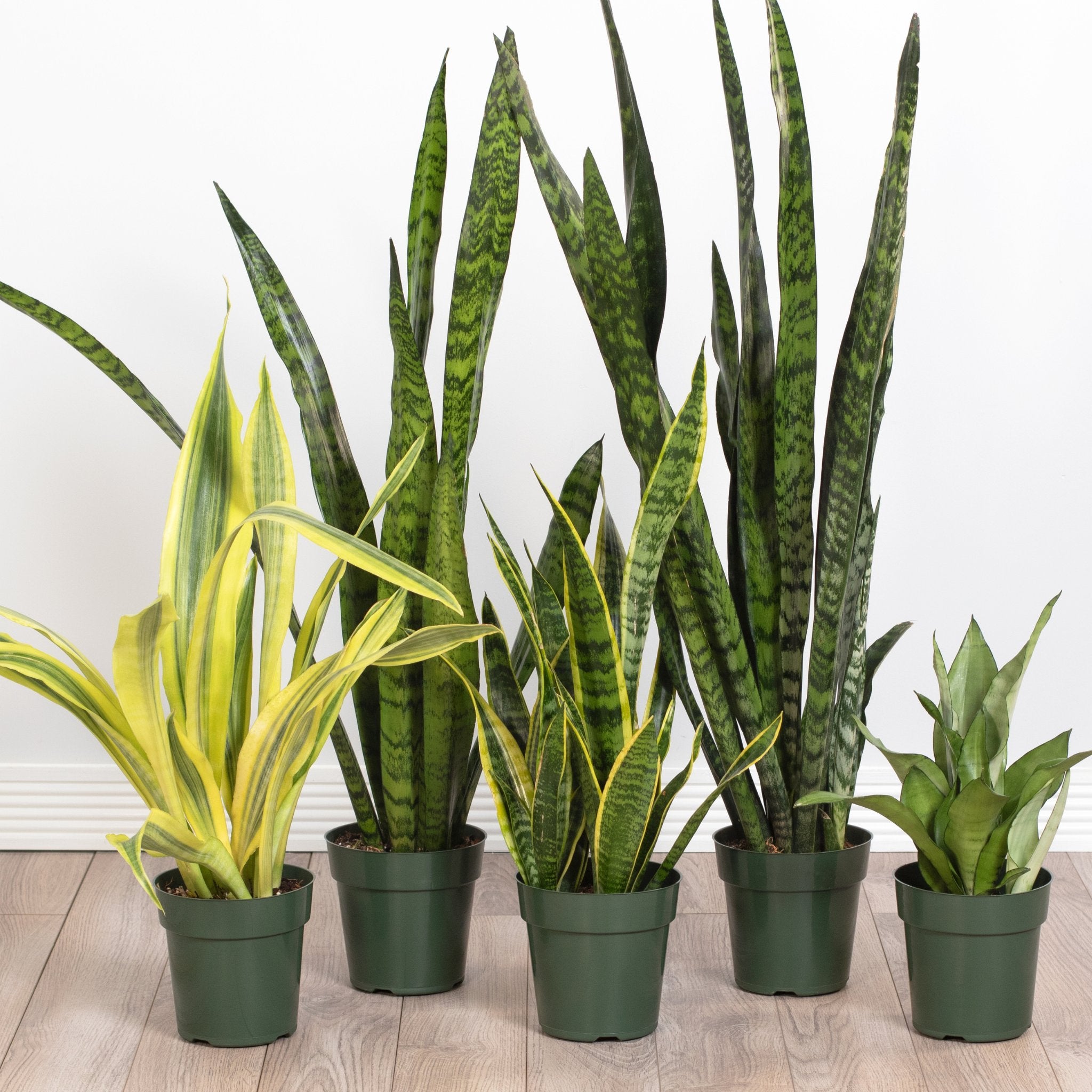 Snake Plants, Sansevieria & More House Plants – Verdant Lyfe