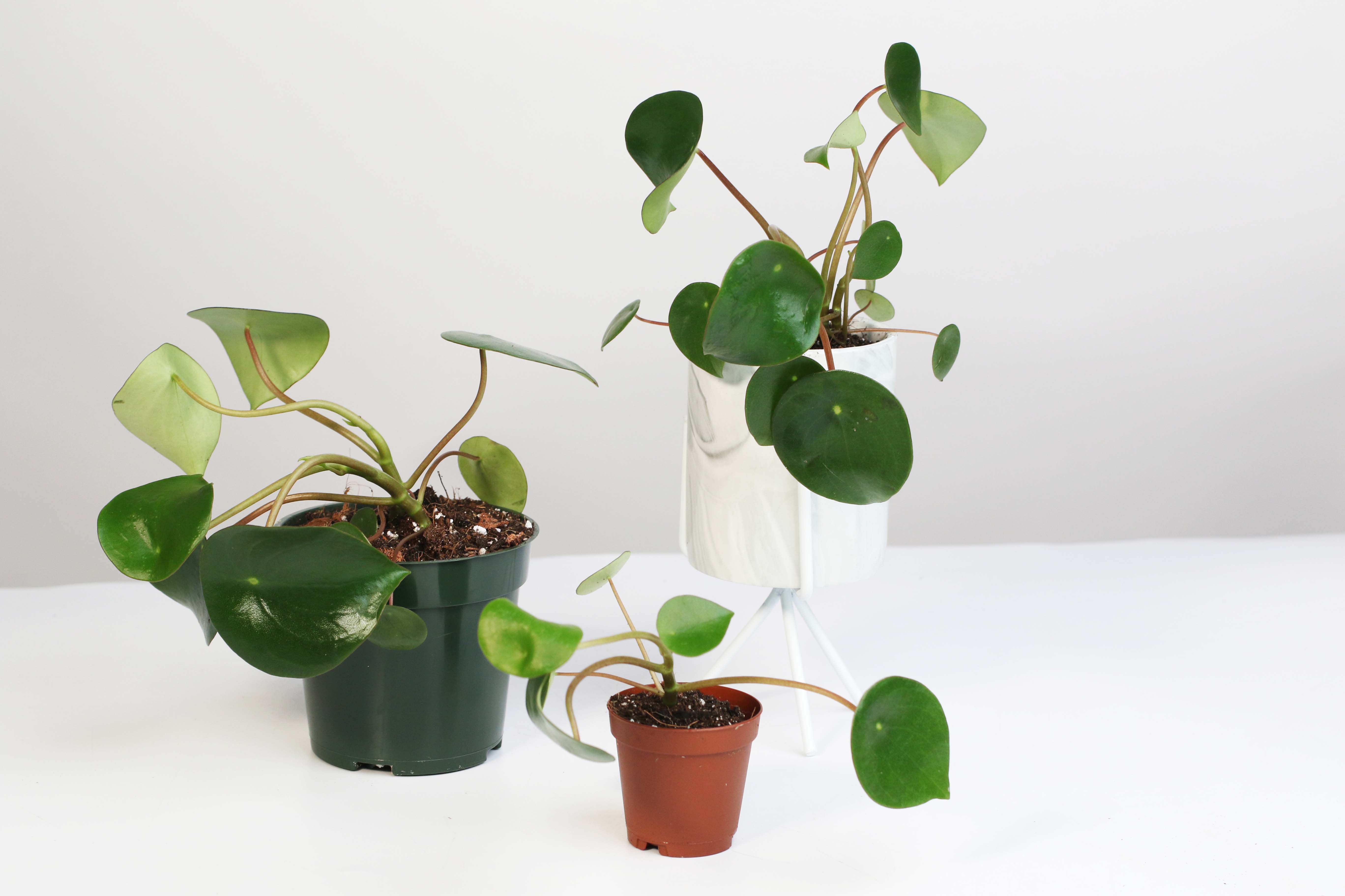 Peperomia Raindrop – Verdant Lyfe