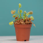 Red Venus Fly Trap