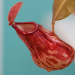 Tropical Pitcher Plant Nepenthes Gaya Carnivorous