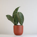 Shark Fin Sansevieria Snake Plant