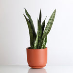 Light Sansevieria Snake Plant