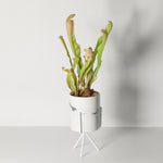 Sarracenia BUG BAT Trumpet Pitcher Carnivorous Plant