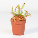 Cape Sundew Drosera Capensis Carnivorous Plant