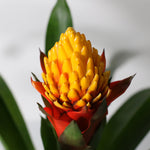 Guzmania Crown