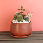 Succulent Arrangement Workshop - Thursday, November 7th at 6:00 pm