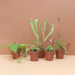 Party of Five Carnivorous Plant Bundle