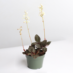 Jewel Orchid Ludisia Discolor Terrarium Plant