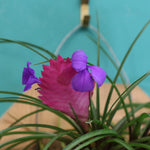 Pink Quill Air Plant