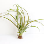 Air Plant Tillandsia Capitata Rubra