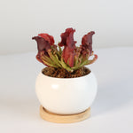 Sarracenia Purpurea 'Venosa Red' Carnivorous Plant