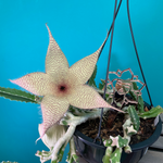 Stapelia Gigantea Zulu Giant Starfish Succulent