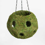 Fresh Green Moss Ball Hanging Round Basket Planter Verdant Lyfe