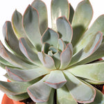 Echeveria Growers Choice Assorted Mystery Succulent Verdant Lyfe