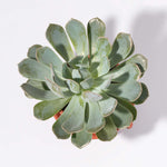 Echeveria Growers Choice Assorted Mystery Succulent Verdant Lyfe